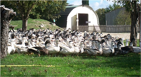 Ferme de Souleilles